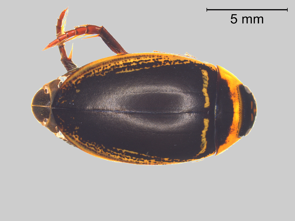 Hydaticus transversalis
